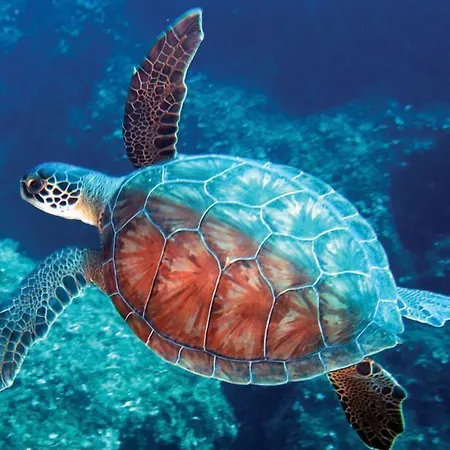 Vira 4* داليان